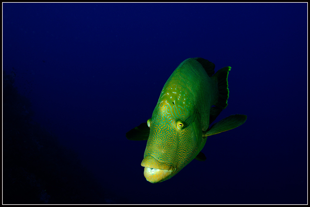 Врожденное любопытство 