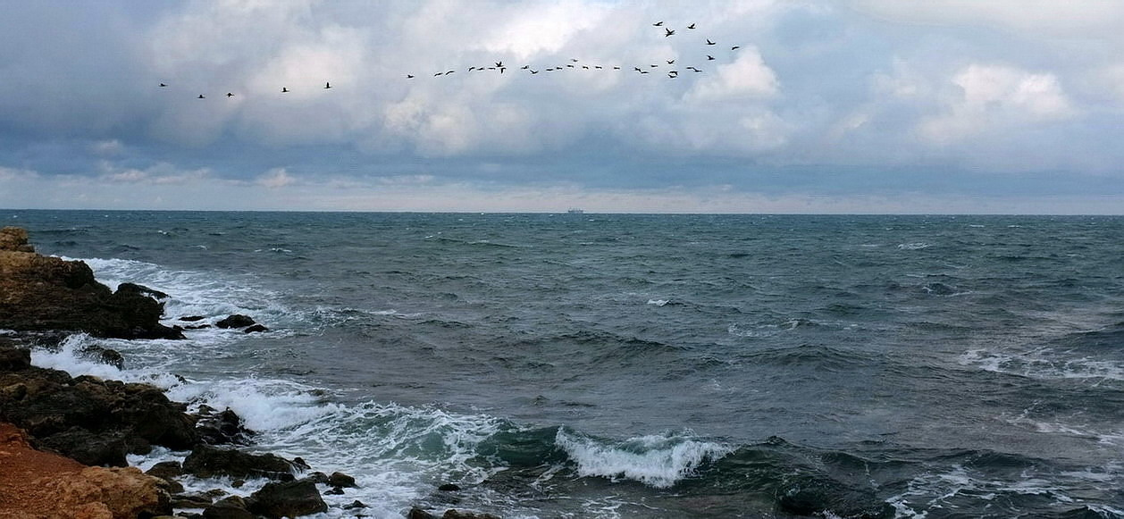 Бакланы над морем. Январь,море,птицы,Крым