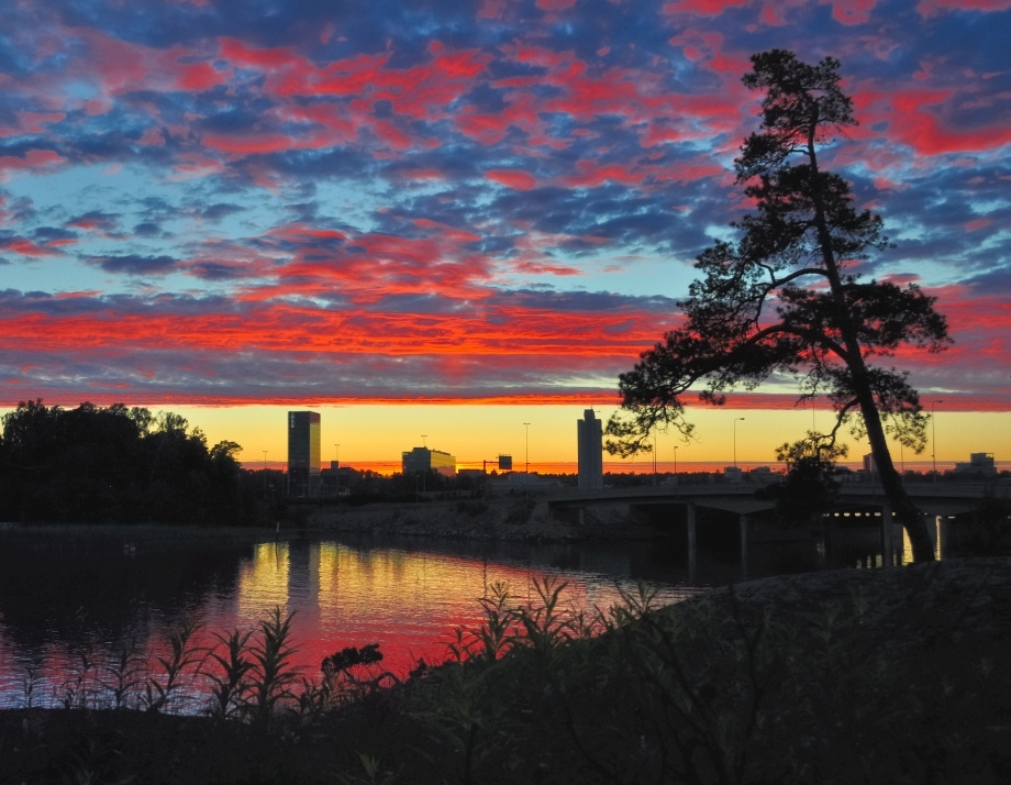 Сосна на берегу. Лето сосна лето Финский_залив Хельсинки pine-tree summer Gulf Helsinki