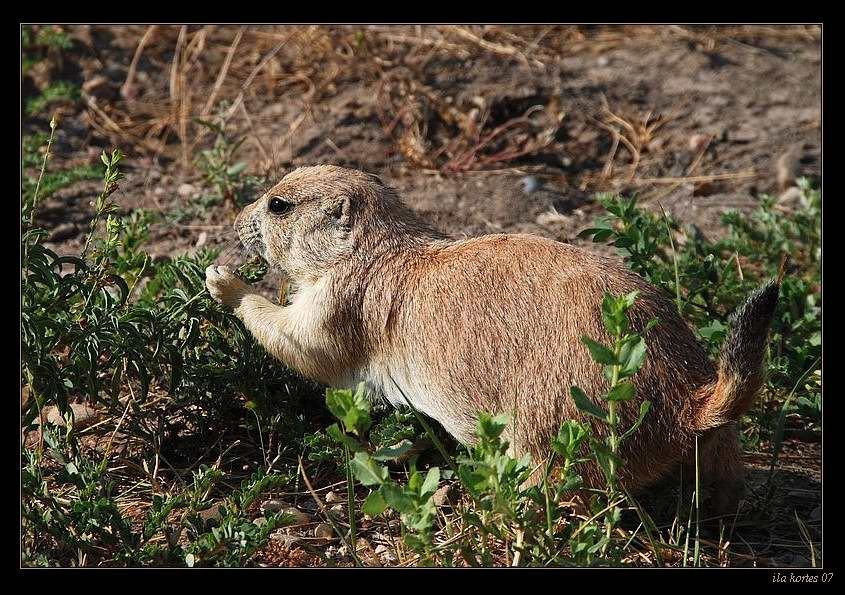 Ранний ужин или поздний обед? \\\"prairie dog\\\"