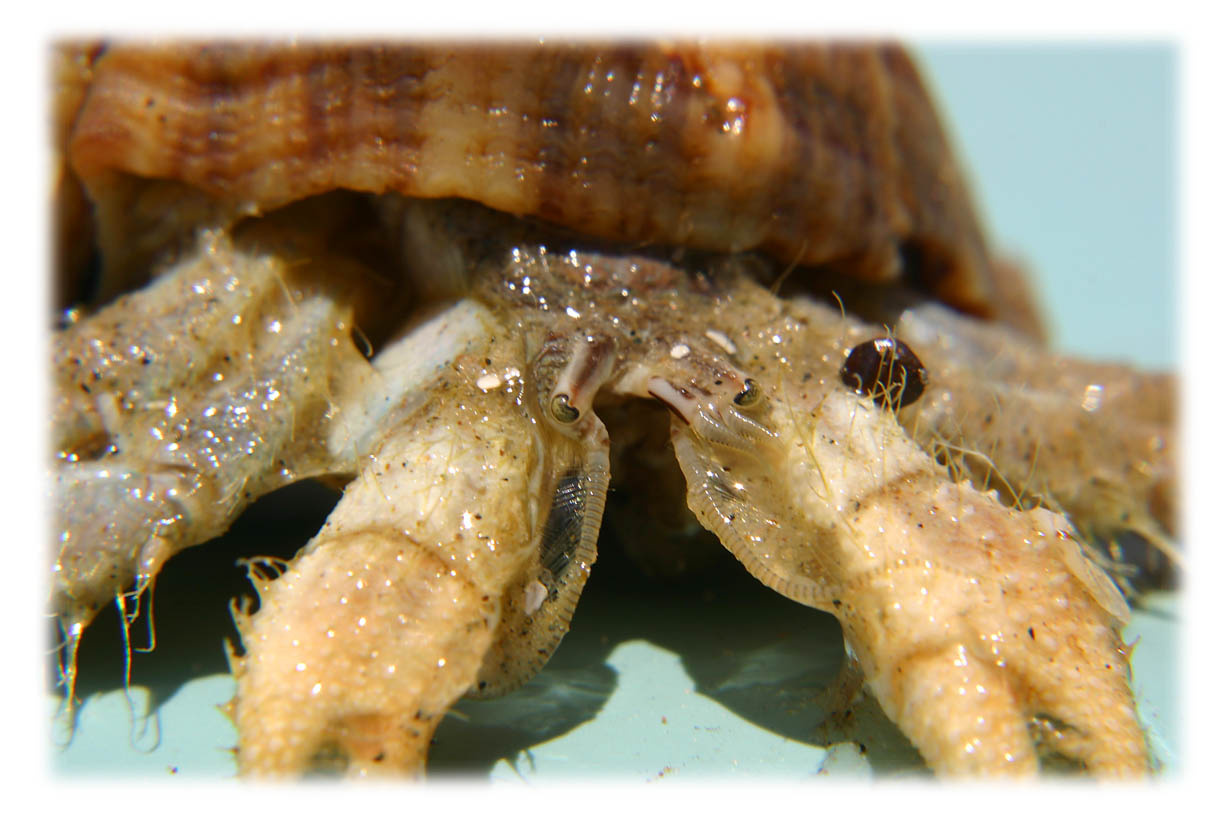 Морской сторожила море макро
