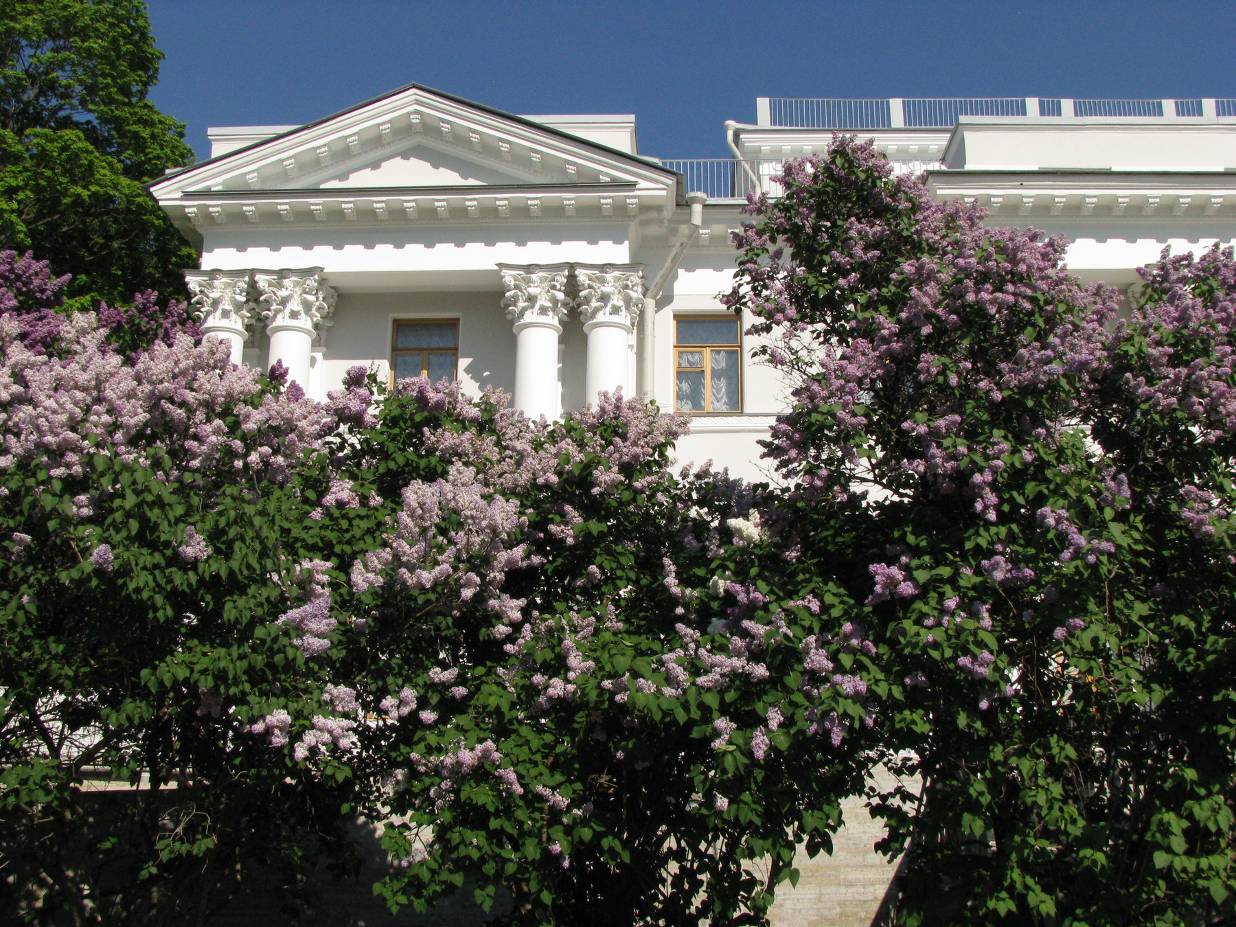 Сирень у Елагина дворца 