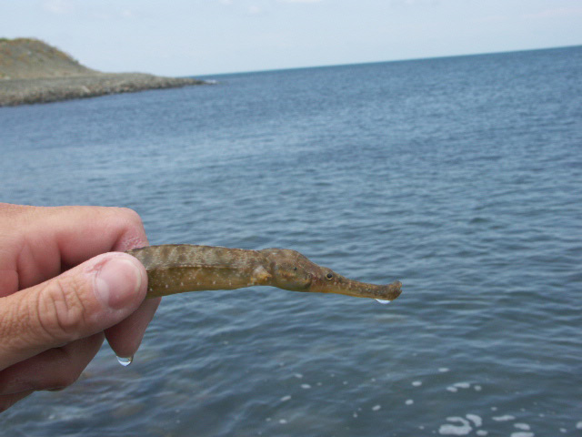 Отпустите... Я не вкусный... морская игла Черное море