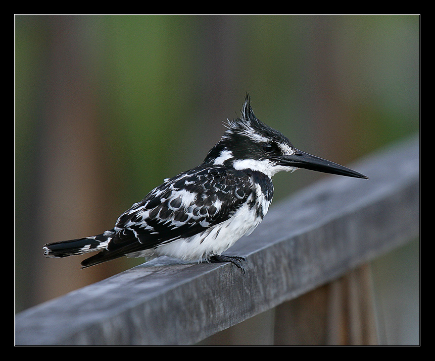 Kingfisher 