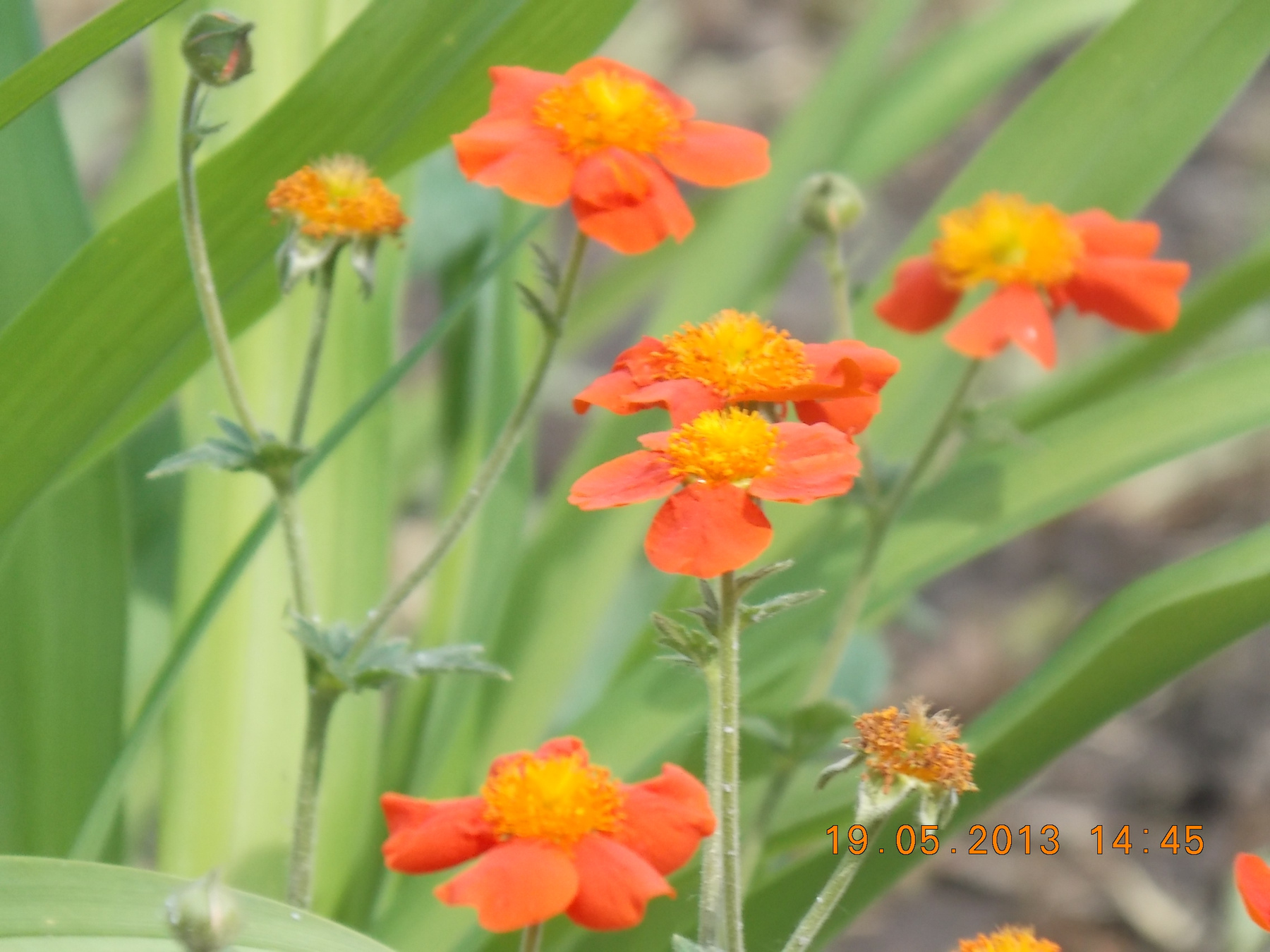 Flowers Цветы, природа
