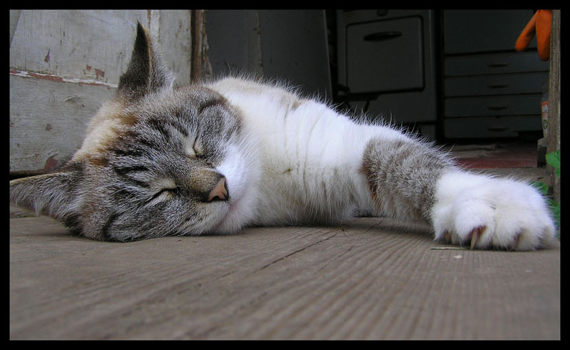 Take it easy! кошка блаженство лень релаксация:)