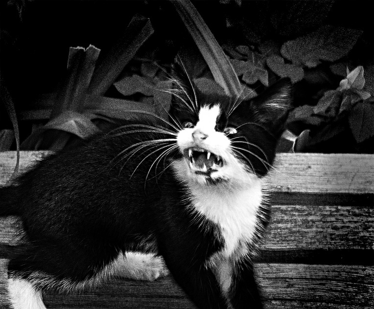 котин котин