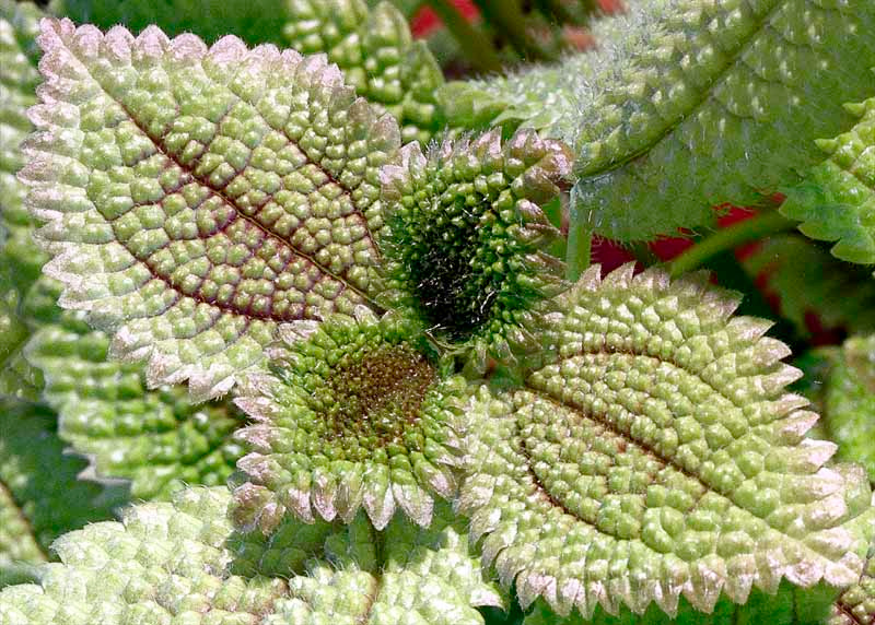 PILEA 