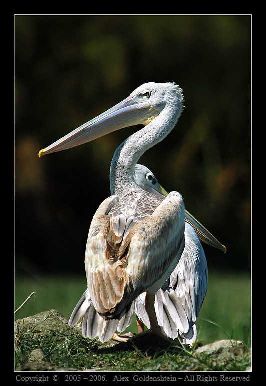 ПЕЛИКАН РЫЖЕВАТЫЙ (Pelecanus rufescens) Африка, Кения, озеро, Найваша, Август-2006, Фото-Сафари с, Вадимом-Онищенко