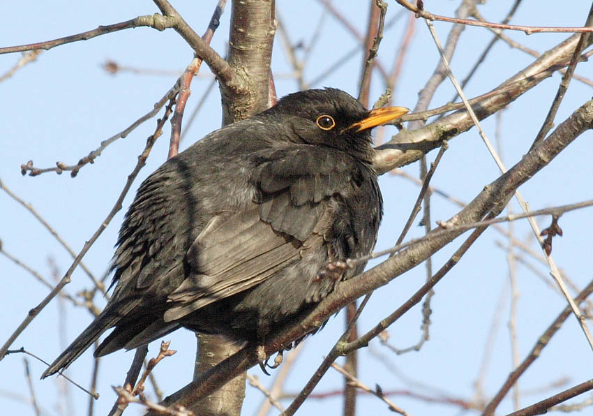 черный самец Turdus merula черный дрозд