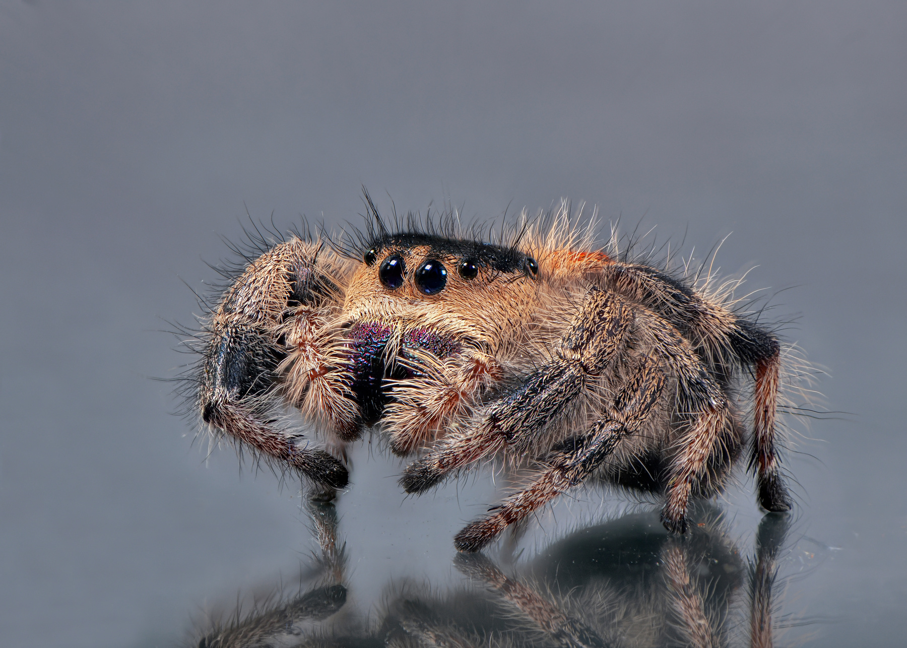Phidippus regius самка паук скакун макро