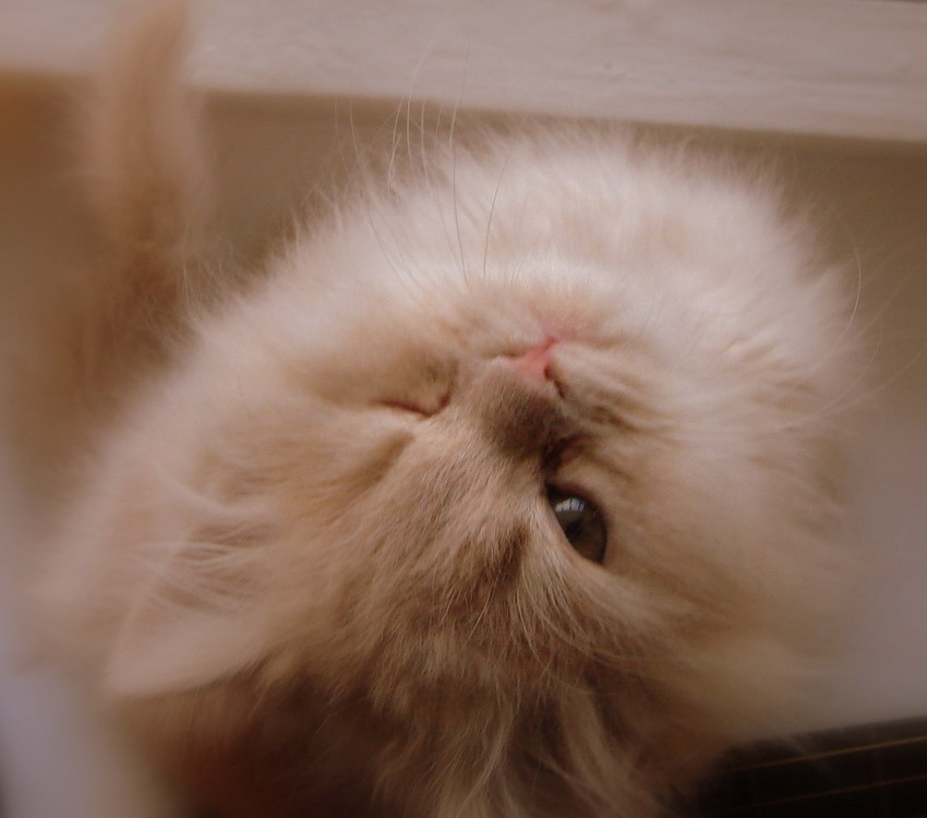 * * * кот