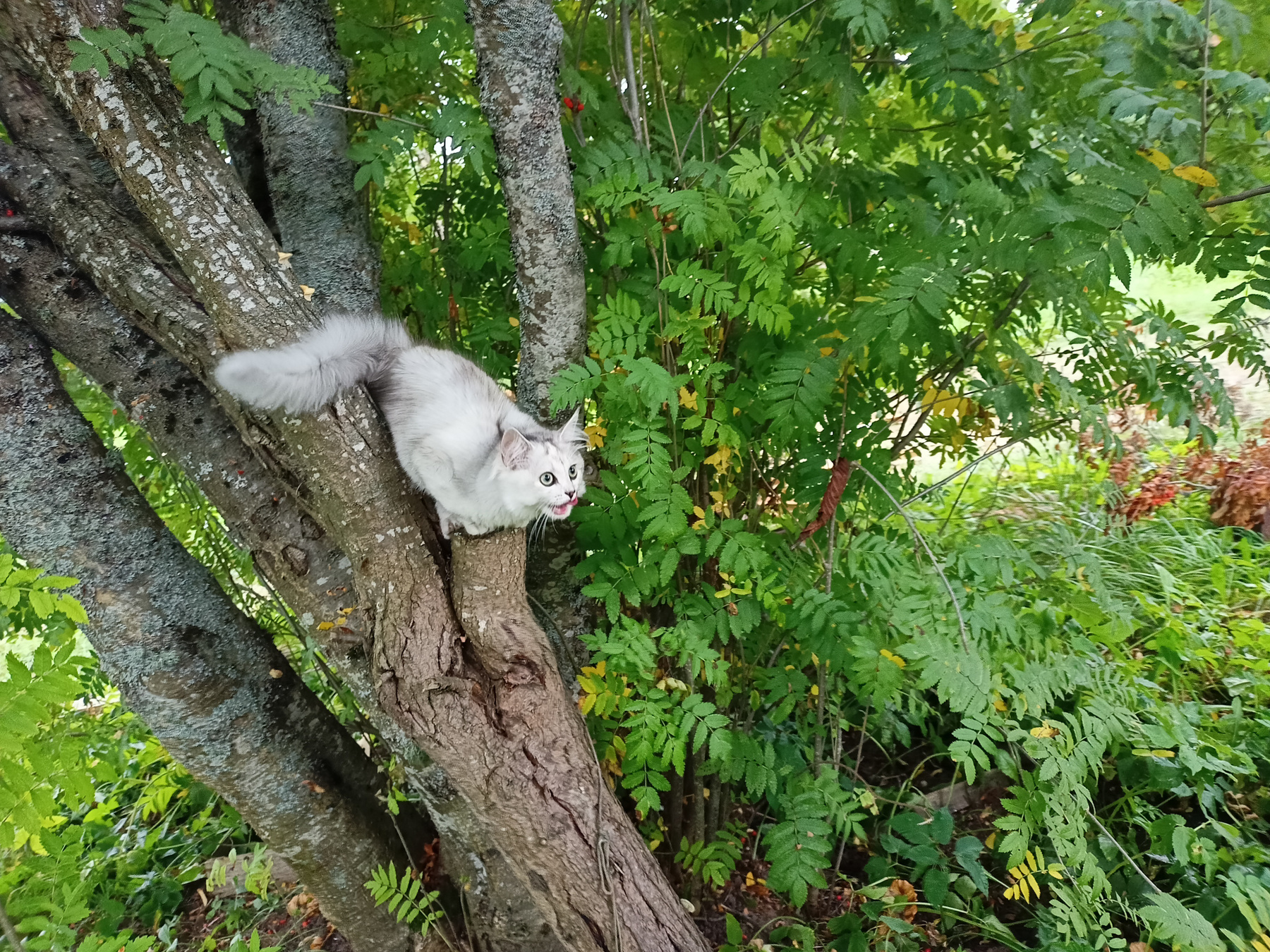 *** дерево котик