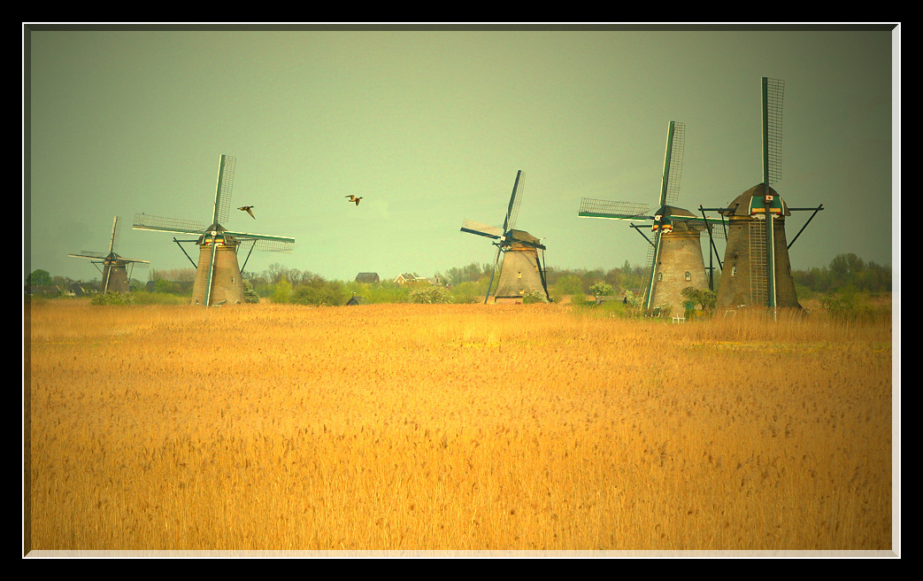 * Holland