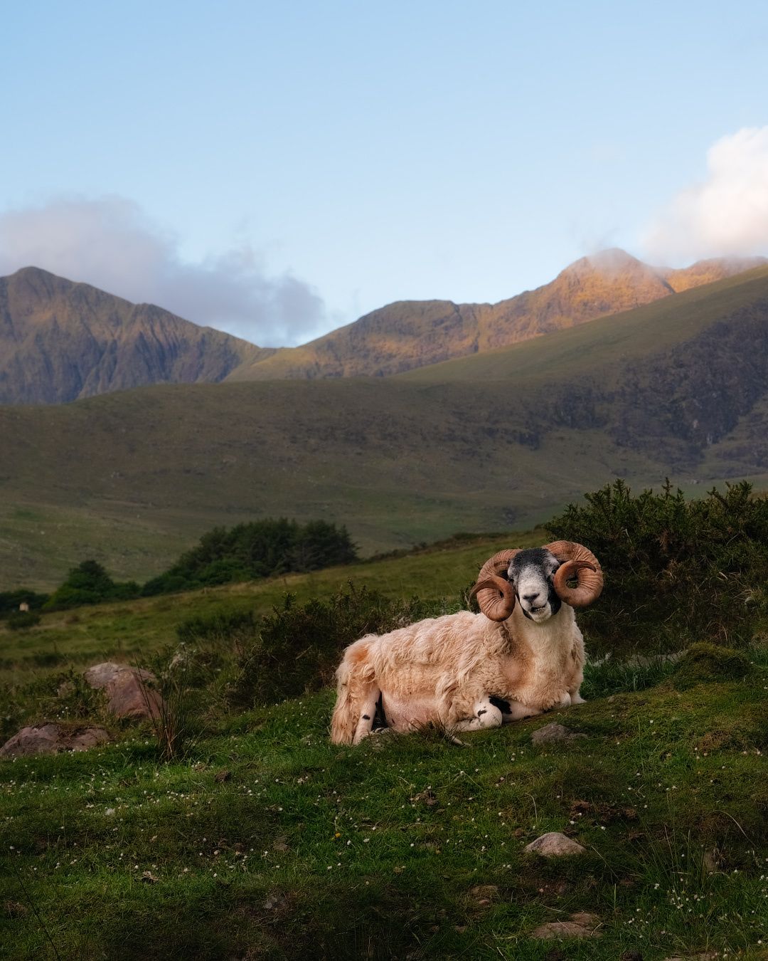 ...somewhere in Kerry... ireland nature outdoors scenic sheep ram animal morning dingle peninsula kerry way brandon mountain foothills sky clouds dawn slopes hills picturesque wonderful europe travel tourism