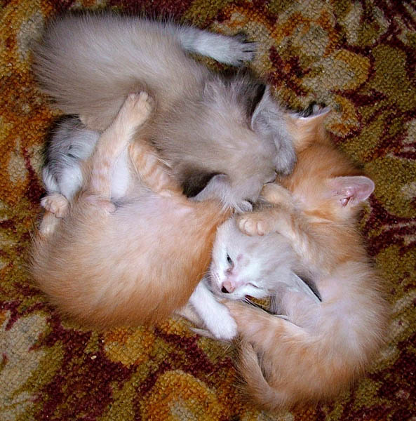 бывает.. :) котята сон