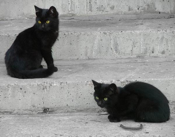 Кошки 