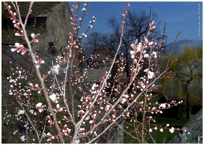 Весна в Санаине / Spring in Sanahin Armenia, Sanahin, Monastery, Spring, Lori, Marz