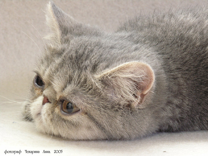 о чем задумалась, киса?) кошка