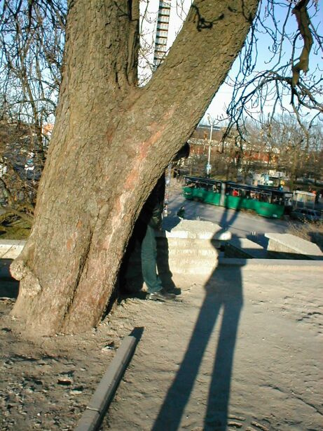shadow 