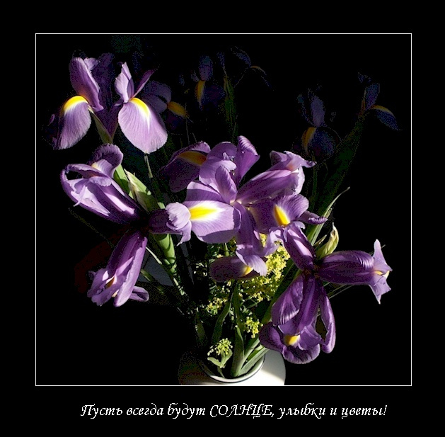 C 8 Марта !!! март 8 ирис солнце свет тень