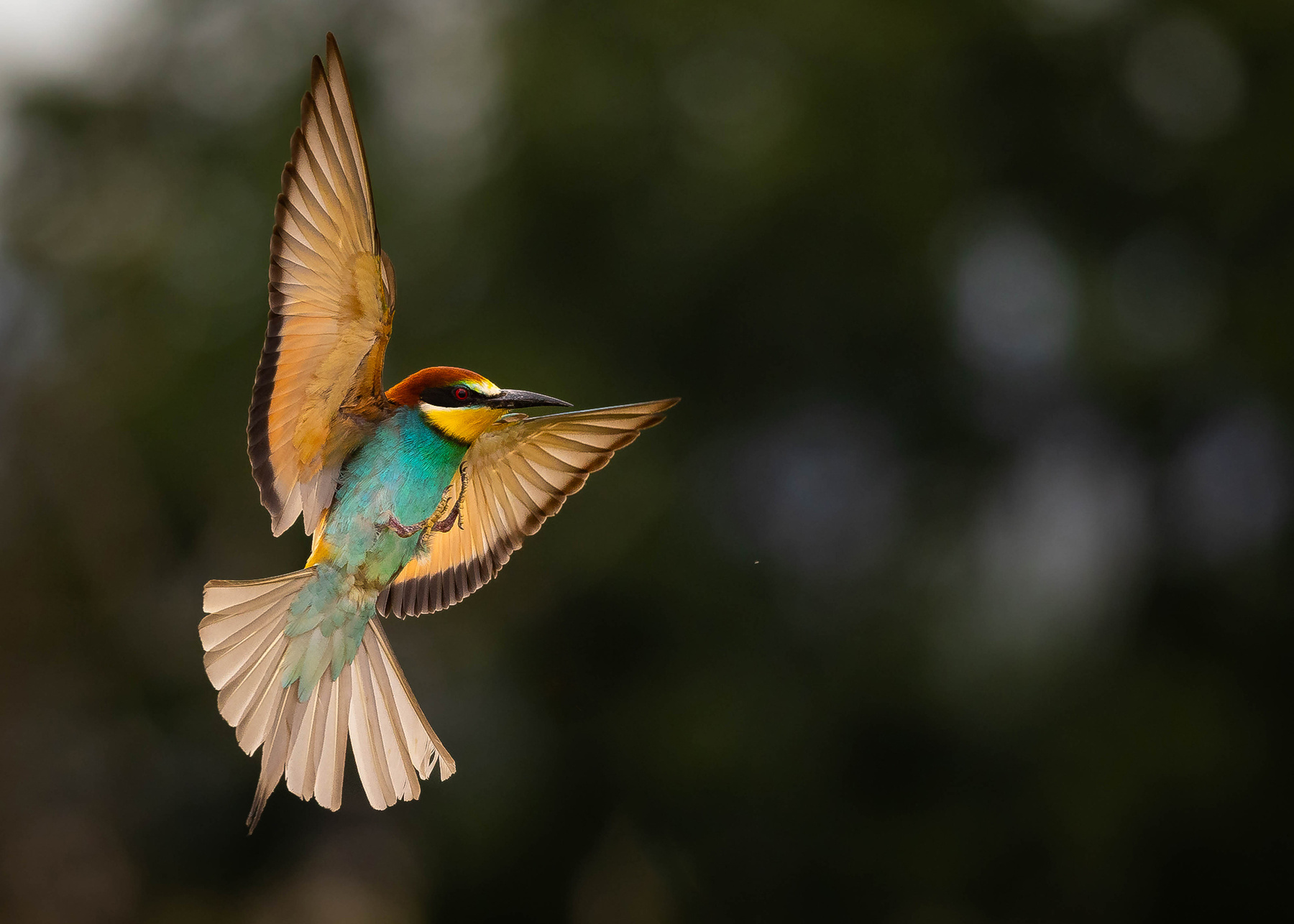 Bee-eater 