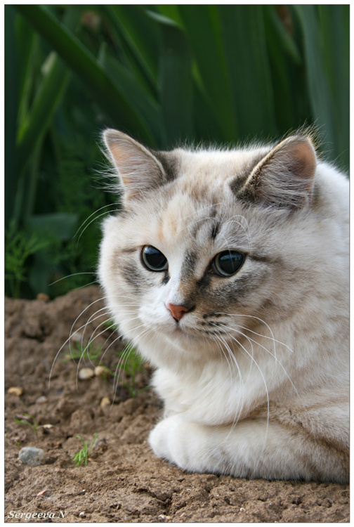 Загрустила.... sn, кошка, Ксюша