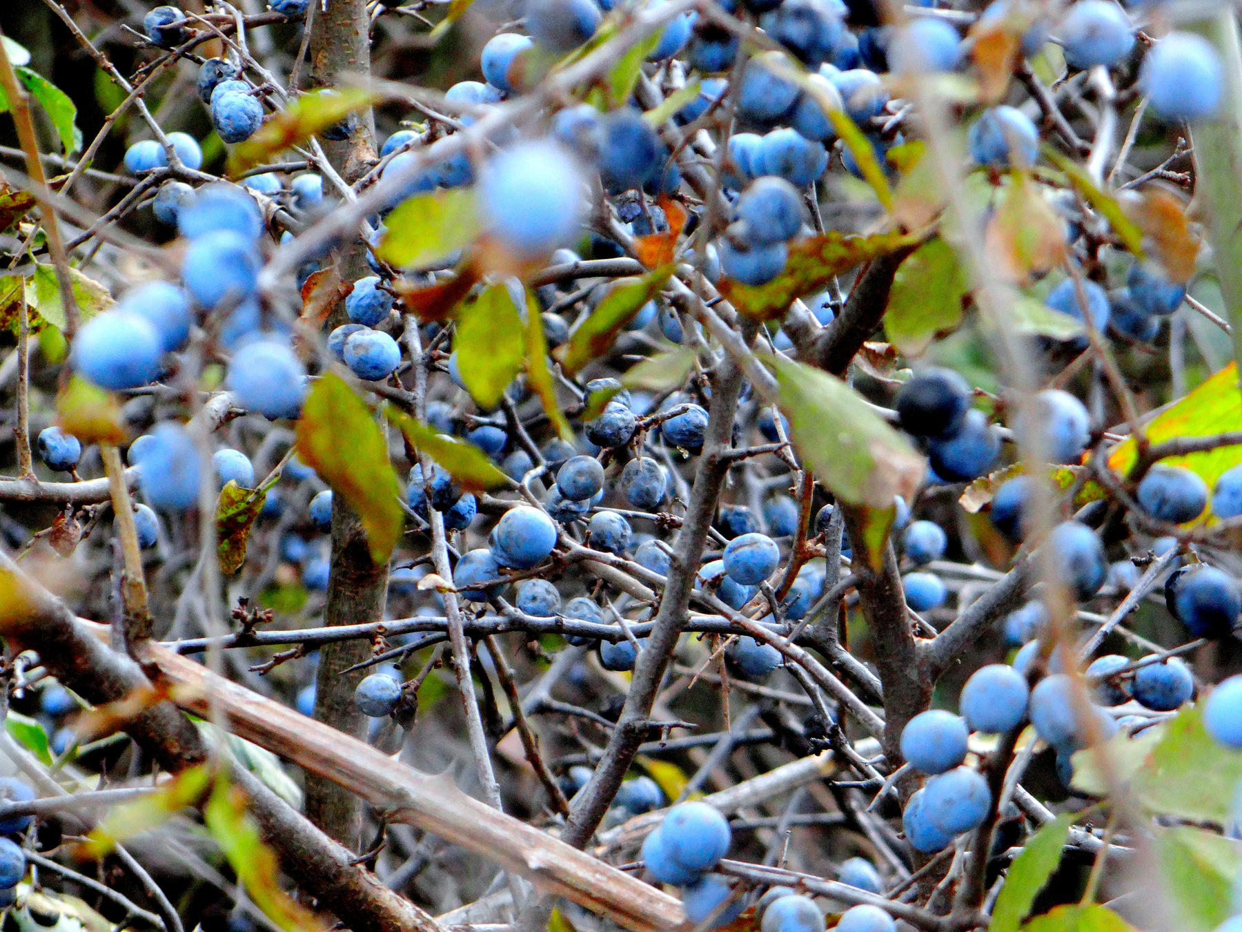 *** nature, berries, autumn