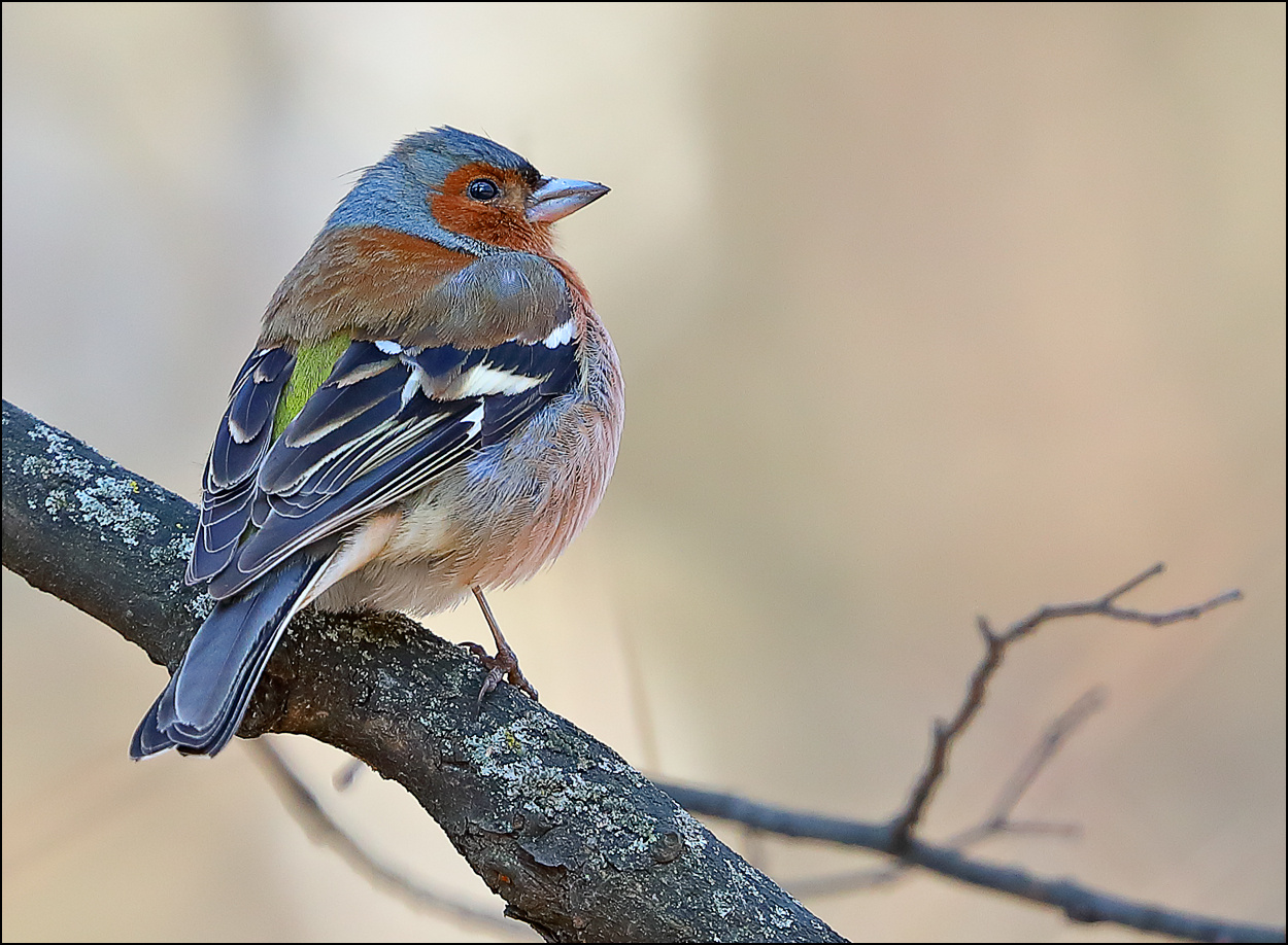 Зяблик птица зяблик Fringilla coelebs лес