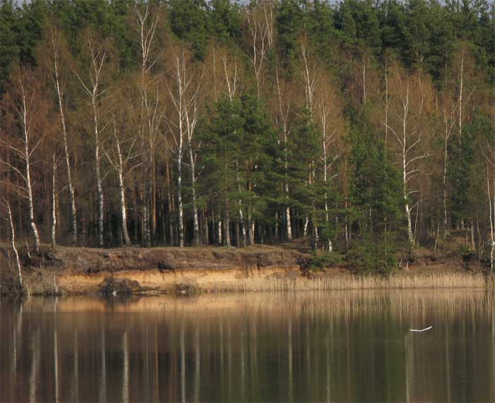 б/н лев, вода, чайка