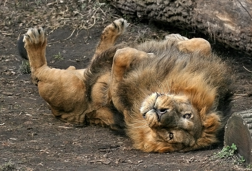 Большие кошки. Вот такой вот царь. кошкофото большие кошки лев царь вот такой вот он игручий