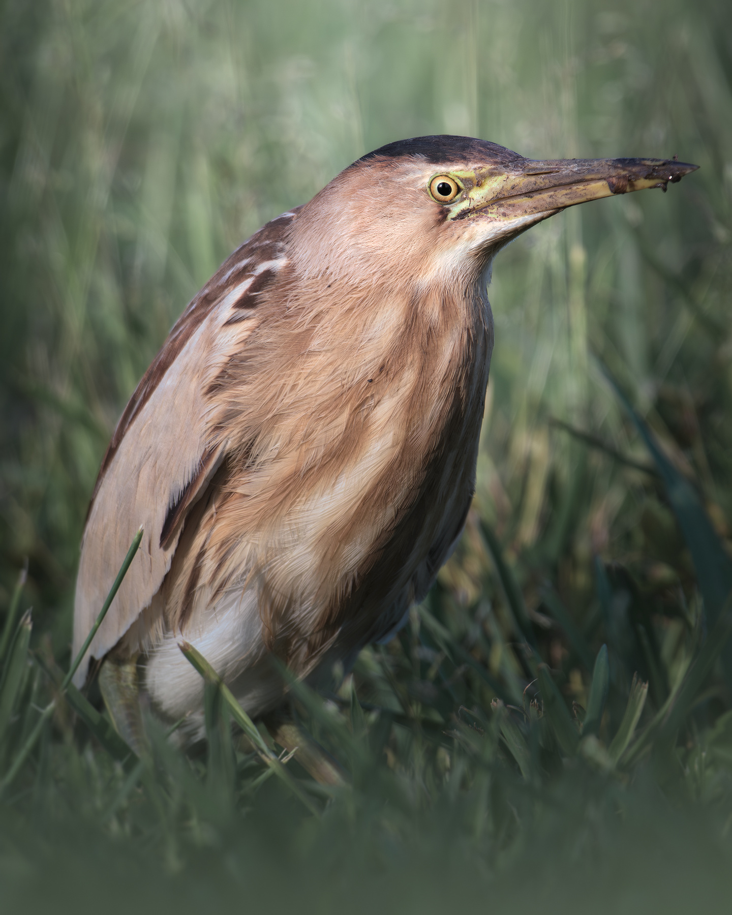 Малая выпь (Ixobrychus minutus) 