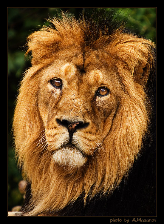 Lion, the (Тоска) зверь лев тоска глаза грива