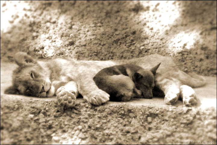 Про дружбу немного других народов. Friend Lion Dog Дружба Лев Собака