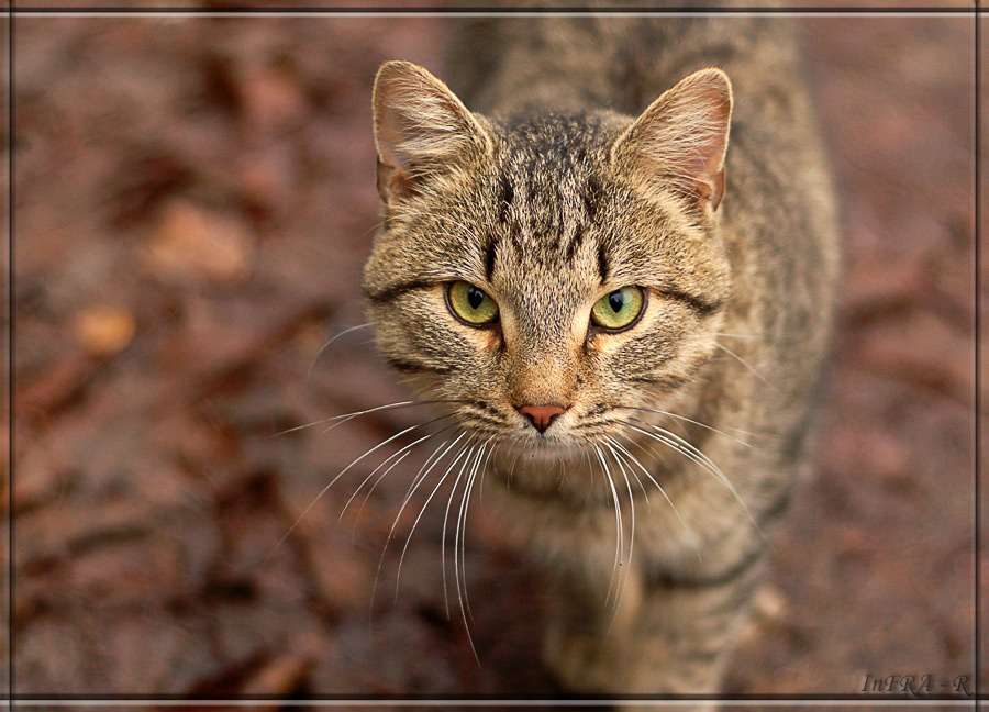 бродячий кот 