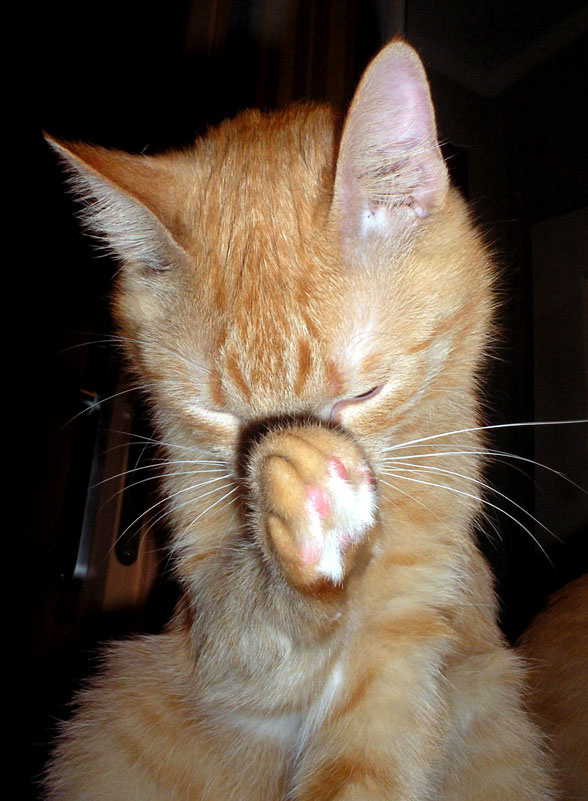 No photoes! кот