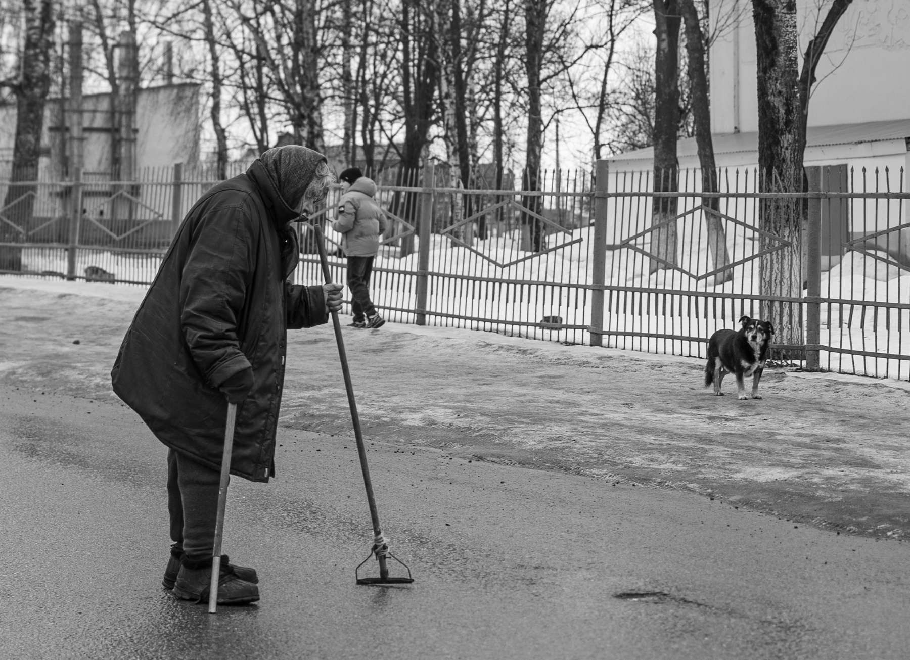 Бабушка бабушка идет собака смотрит снег асфальт