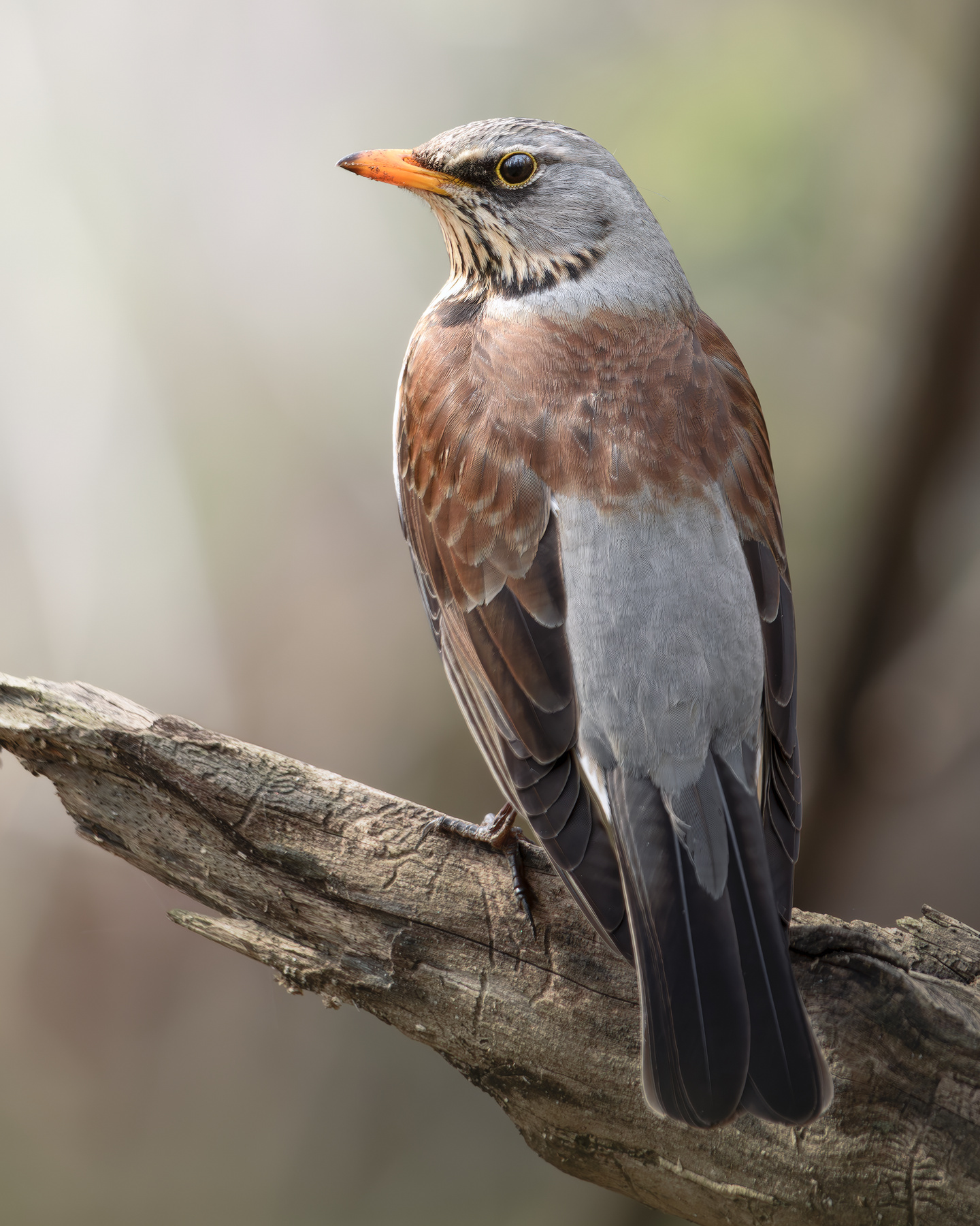 Дрозд-рябинник (Turdus pilaris) 