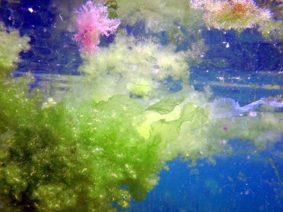 есть ли жизнь под водой Чёрное море водоросли