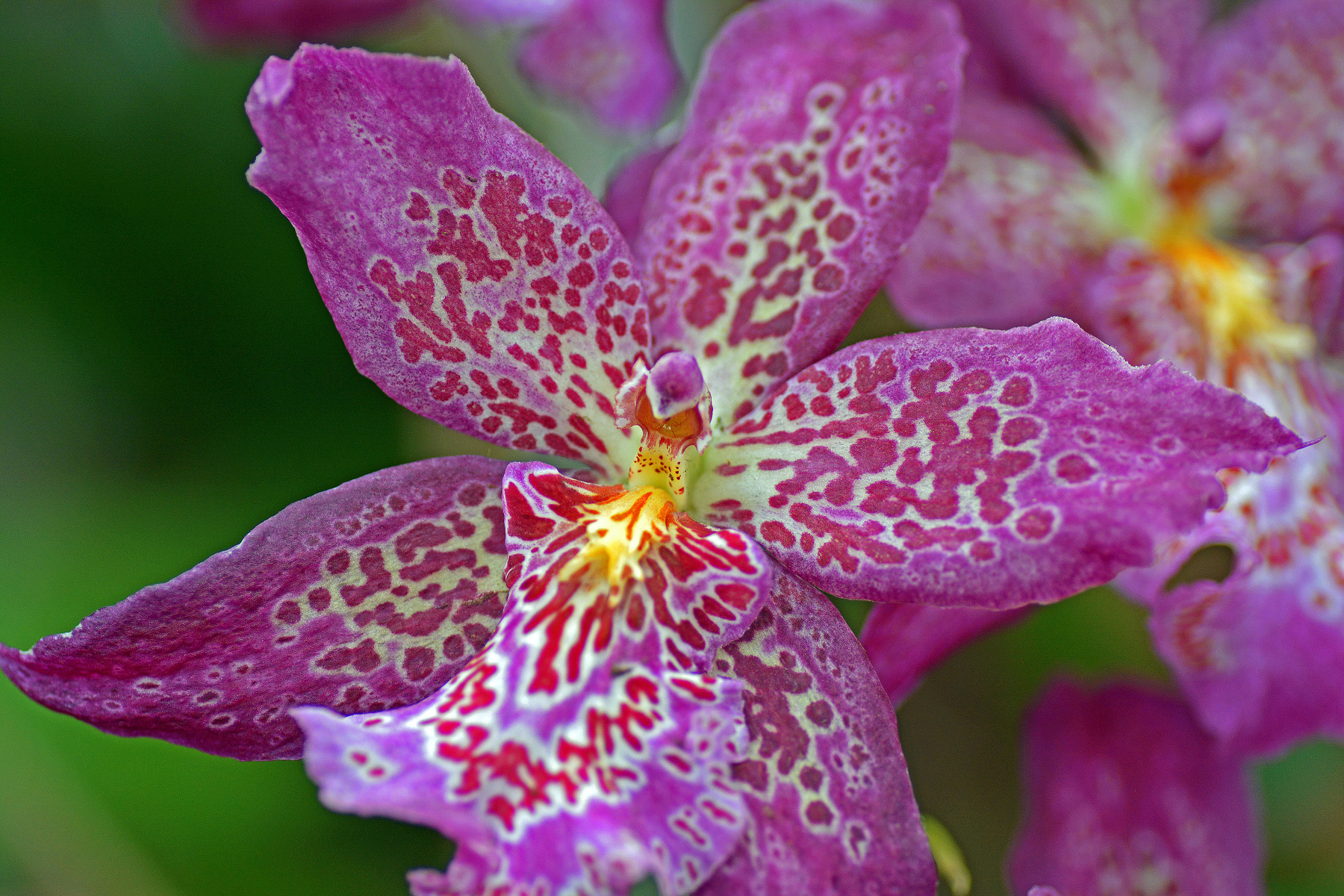 Beallara 
