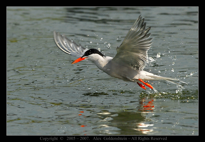 Missing a catch. Речная крачка, Sterna hirundo (common tern)