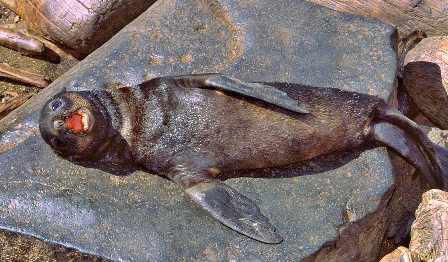 Ухохочешься Северный морской котик, Callorhinus ursinus, Northern Fur Seal, St. Paul Island, Alaska