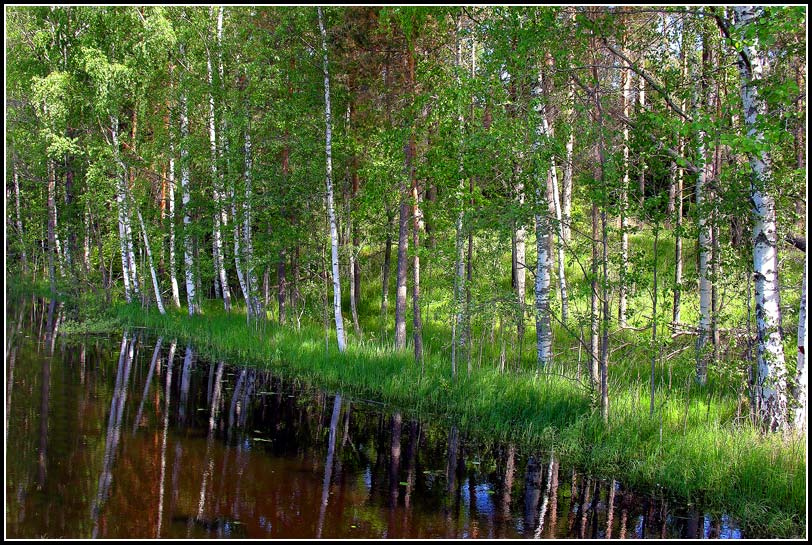 Березовая диагональ берег зелень дерево