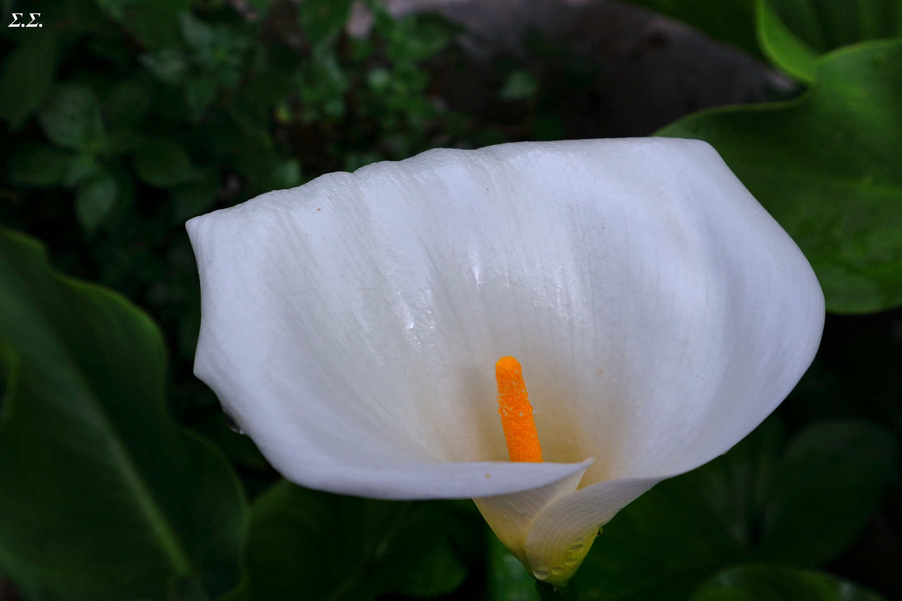 MOISTURIZED LILY 