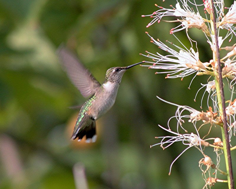 колибри - humming-bird колибри