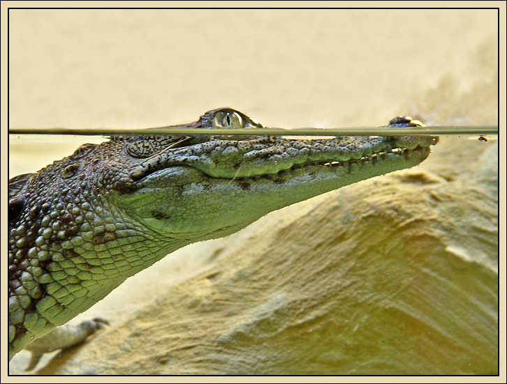 Silent Assassin croc