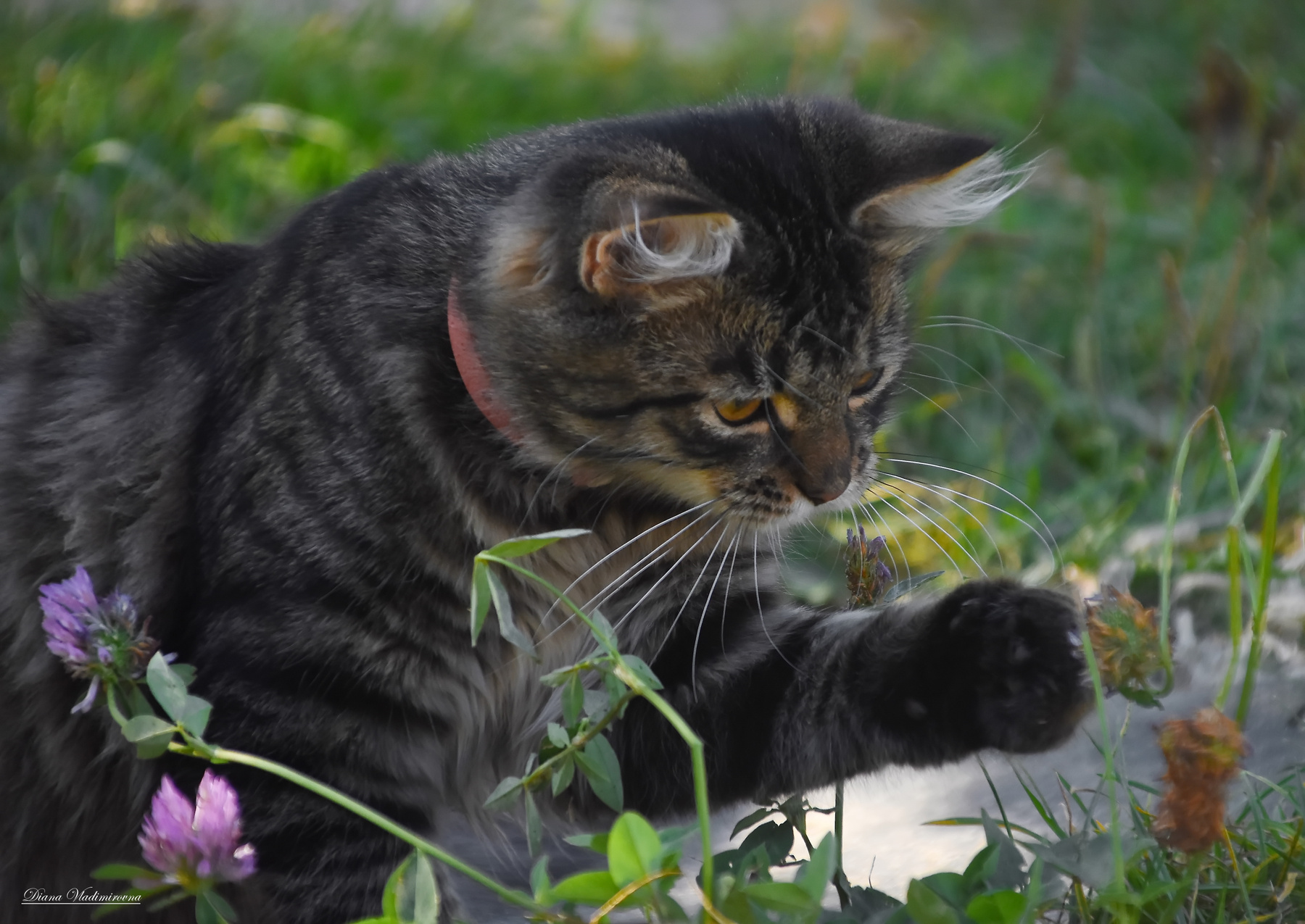 ЛЮБОПЫТСТВО... котёнок деревня природа фотоохота