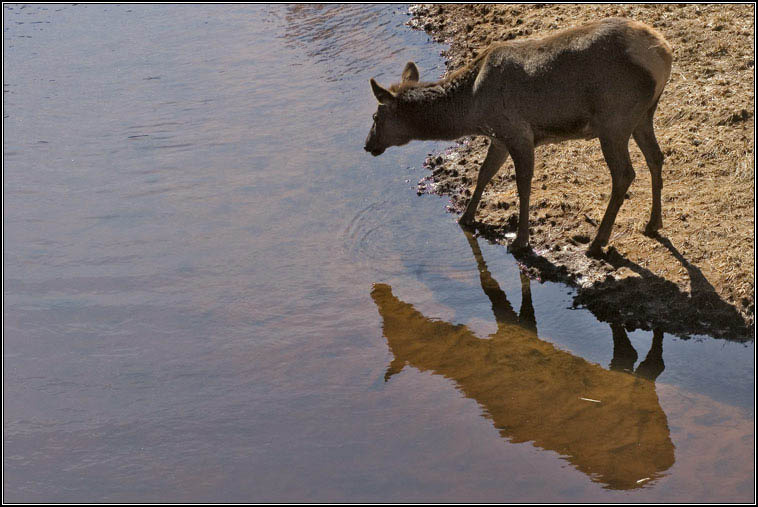На водопое... ОЛЕНЬ БЛАГОРОДНЫЙ Cervus elaphus