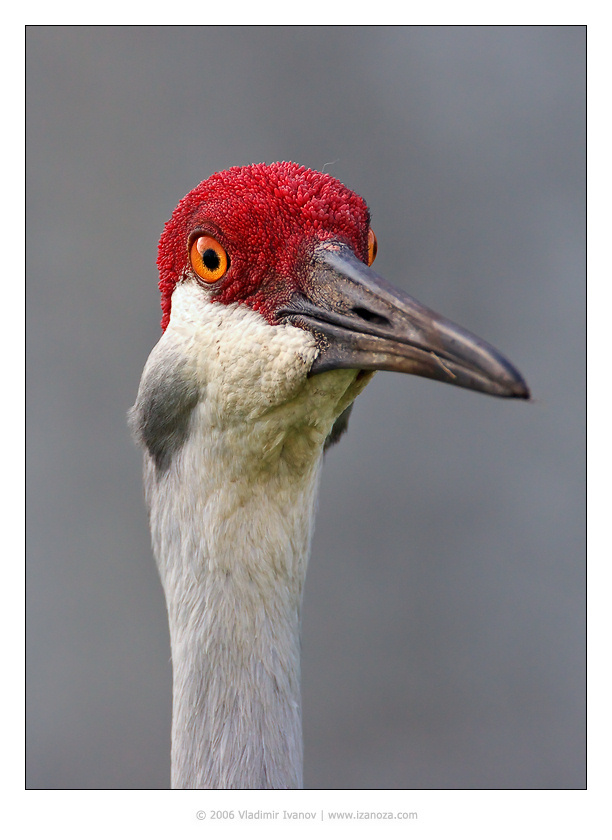 Красная Шапочка Журавль Канадский Sandhill Crane Grus canadensis Florida US