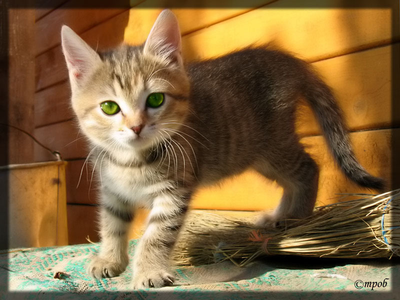 Солнечный Котёнок...далее котёнок киска кошка солнце веник лето ведро